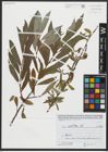 Foto von Salix alba L.
